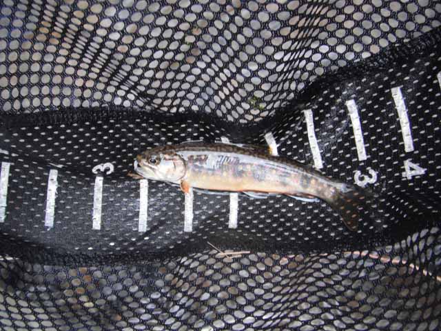 Garys fish pic1.jpg
